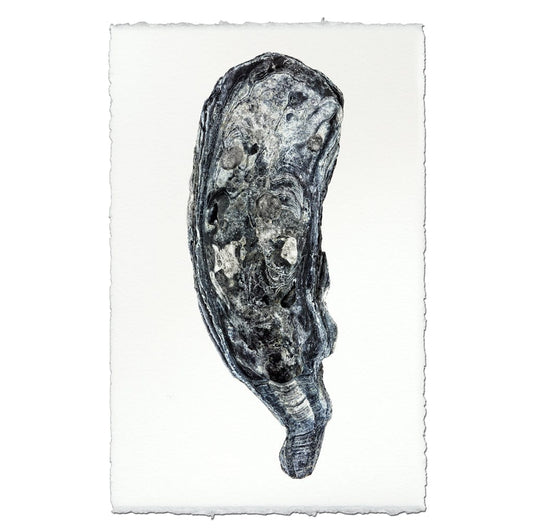 BARLOGA STUDIOS- fine photographs on intriguing papers from the sea Oyster Study #7