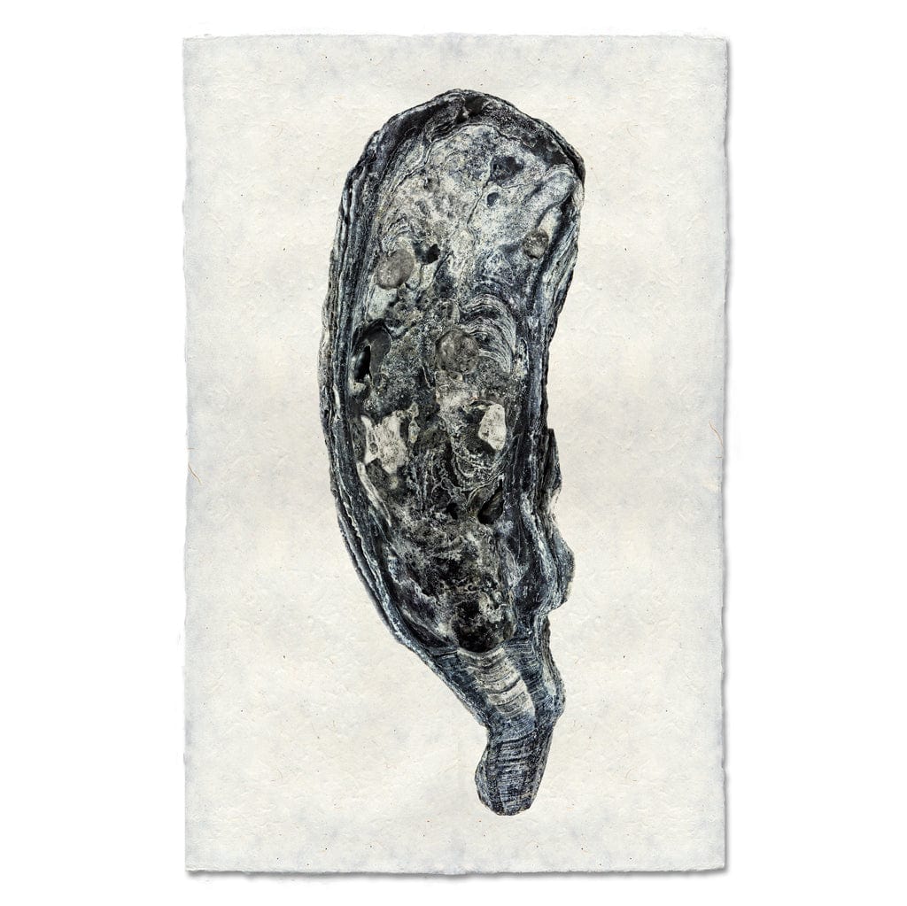 BARLOGA STUDIOS- fine photographs on intriguing papers from the sea Oyster Study #7