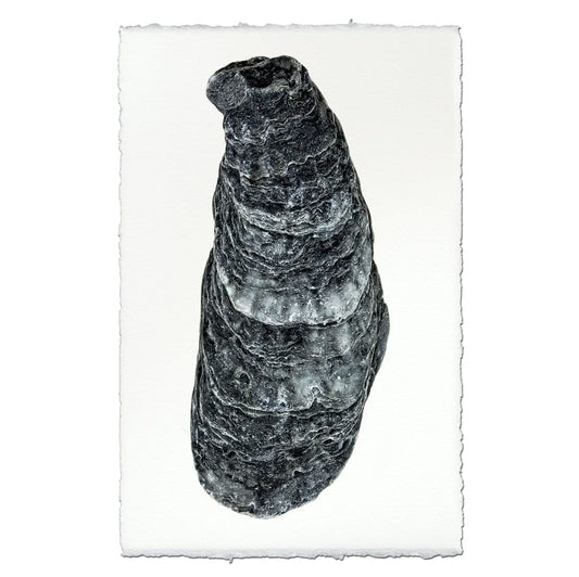 BARLOGA STUDIOS- fine photographs on intriguing papers from the sea Oyster Study #8