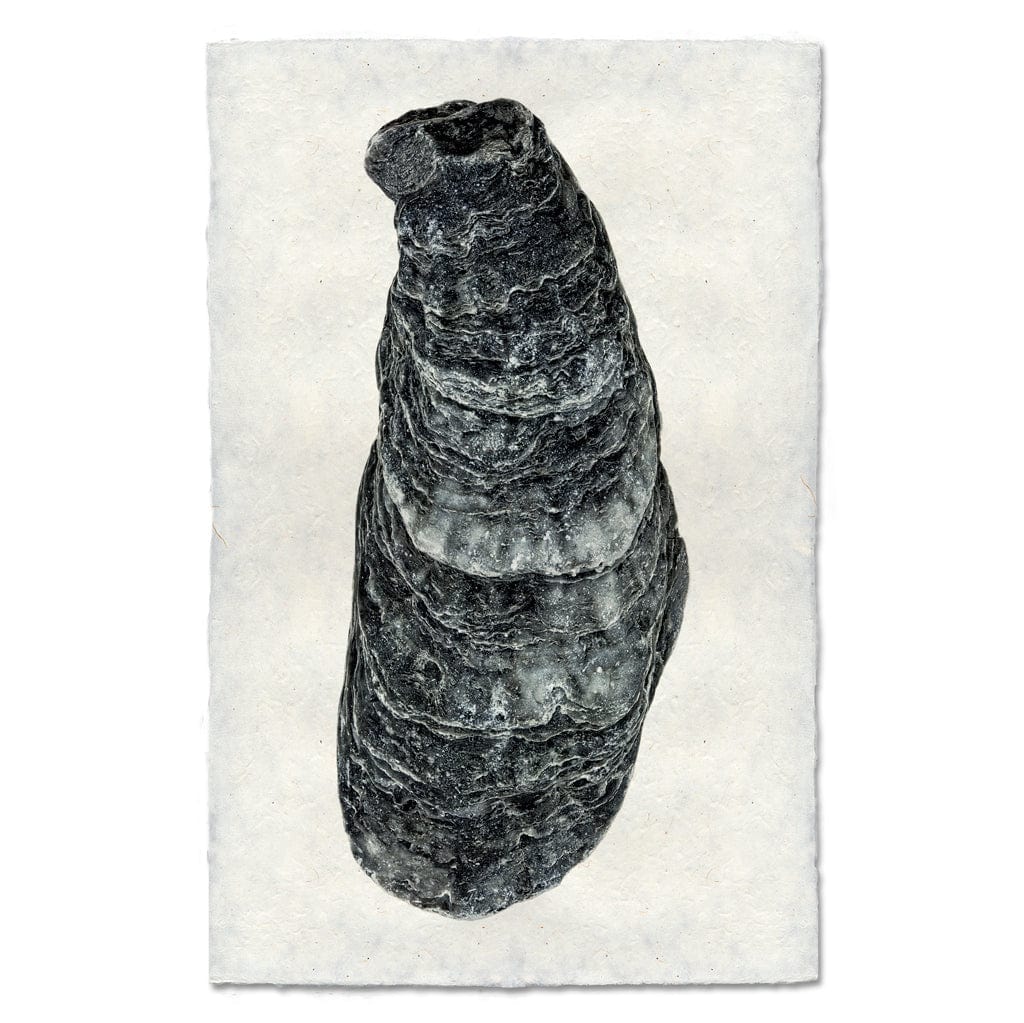 BARLOGA STUDIOS- fine photographs on intriguing papers from the sea Oyster Study #8