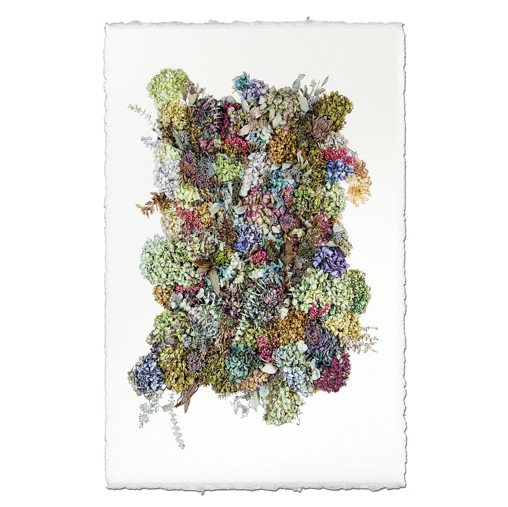 BARLOGA STUDIOS- fine photographs on intriguing papers handmade paper Collective Hydrangeas