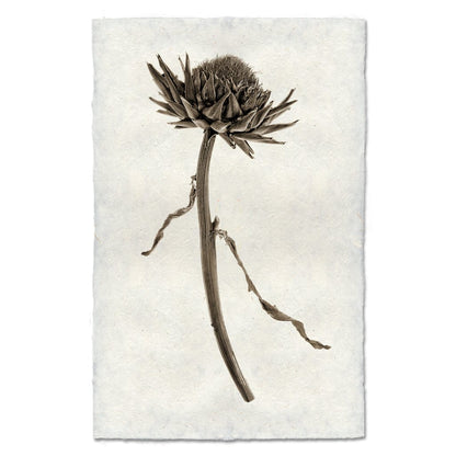 BARLOGA STUDIOS- fine photographs on intriguing papers Natural Forms Artichoke Flower