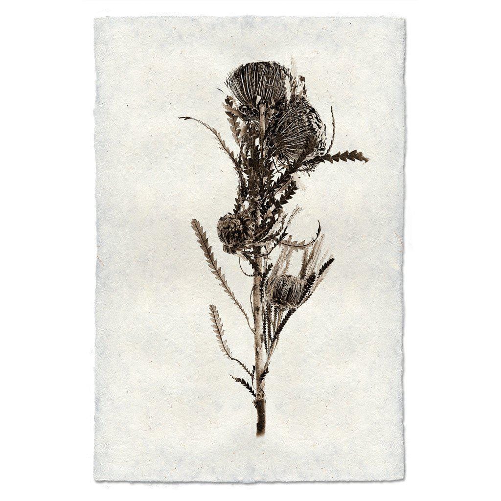 BARLOGA STUDIOS- fine photographs on intriguing papers Natural Forms Banksia Form