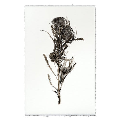 BARLOGA STUDIOS- fine photographs on intriguing papers Natural Forms Banksia Form