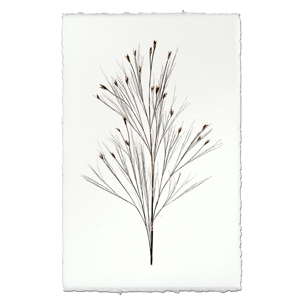 BARLOGA STUDIOS- fine photographs on intriguing papers Natural Forms Bell Reed Form