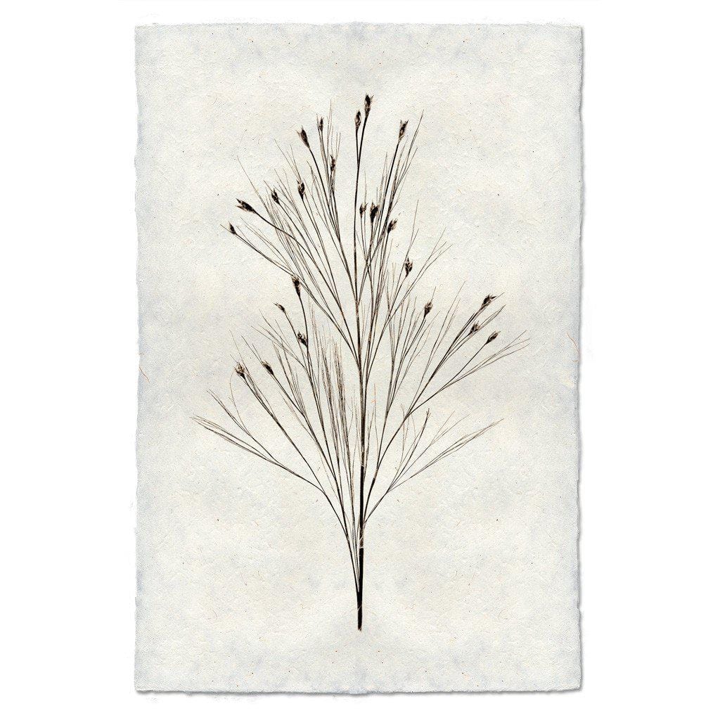 BARLOGA STUDIOS- fine photographs on intriguing papers Natural Forms Bell Reed Form