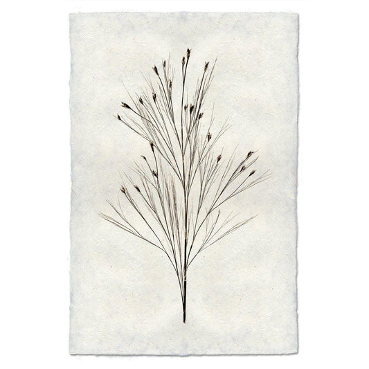 BARLOGA STUDIOS- fine photographs on intriguing papers Natural Forms Bell Reed Form