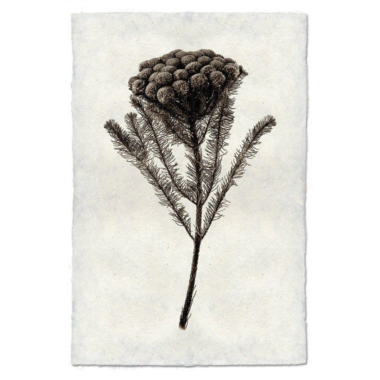 BARLOGA STUDIOS- fine photographs on intriguing papers Natural Forms Brunia Form