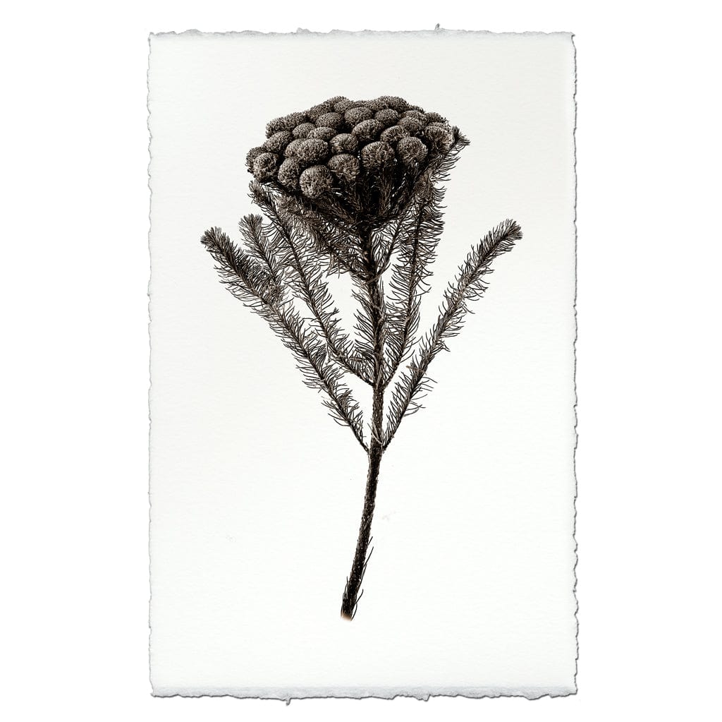 BARLOGA STUDIOS- fine photographs on intriguing papers Natural Forms Brunia Form