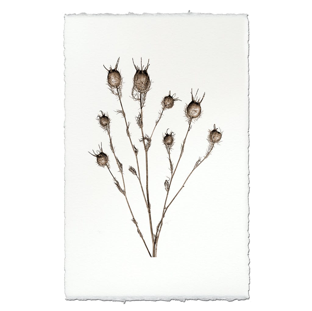 BARLOGA STUDIOS- fine photographs on intriguing papers Natural Forms Bulb Form