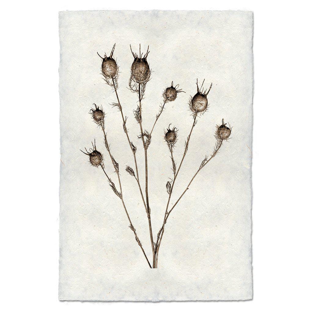 BARLOGA STUDIOS- fine photographs on intriguing papers Natural Forms Bulb Form