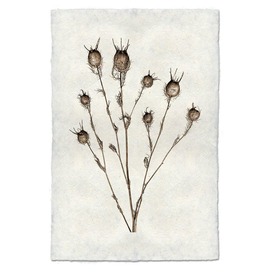 BARLOGA STUDIOS- fine photographs on intriguing papers Natural Forms Bulb Form