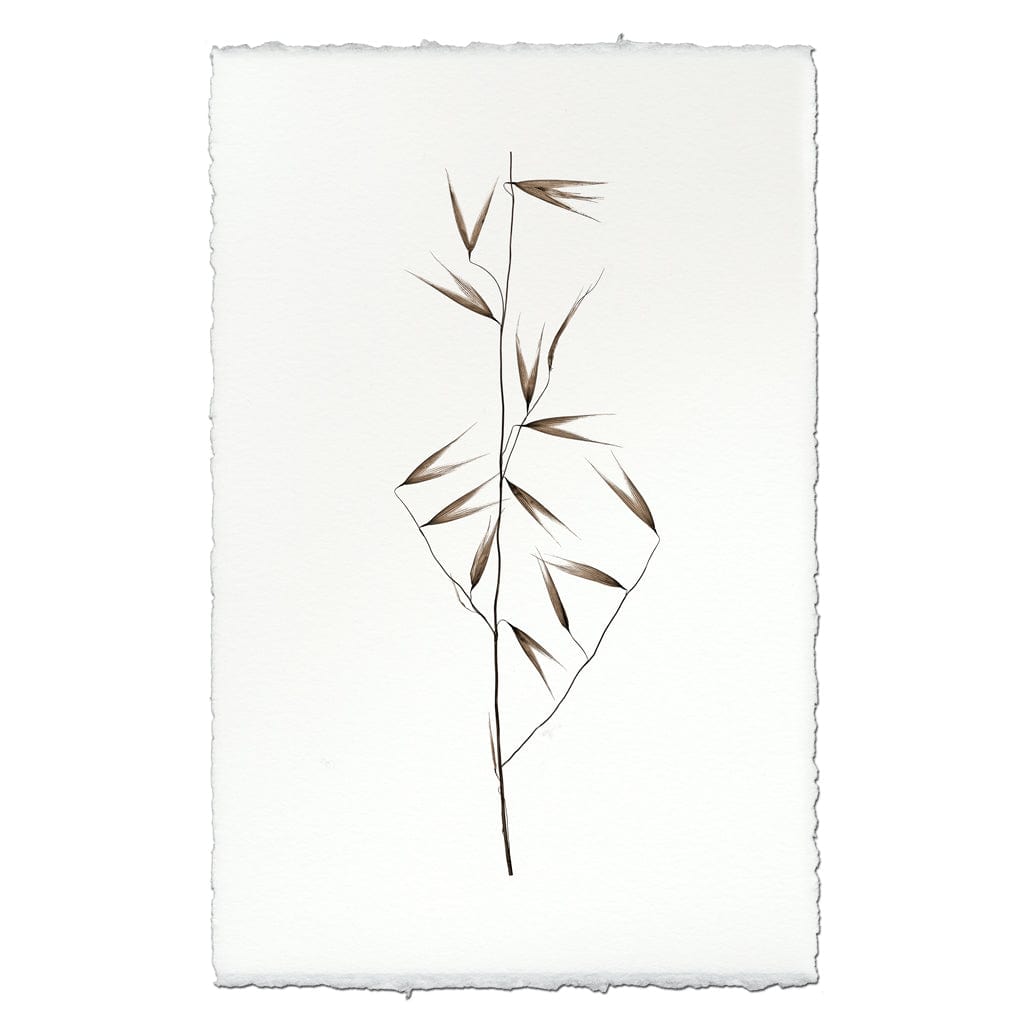 BARLOGA STUDIOS- fine photographs on intriguing papers Natural Forms Burr Form