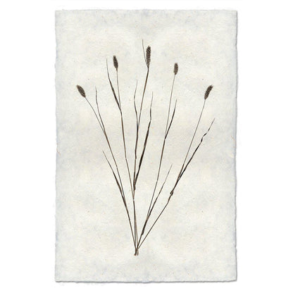 BARLOGA STUDIOS- fine photographs on intriguing papers Natural Forms Canary Grass Form