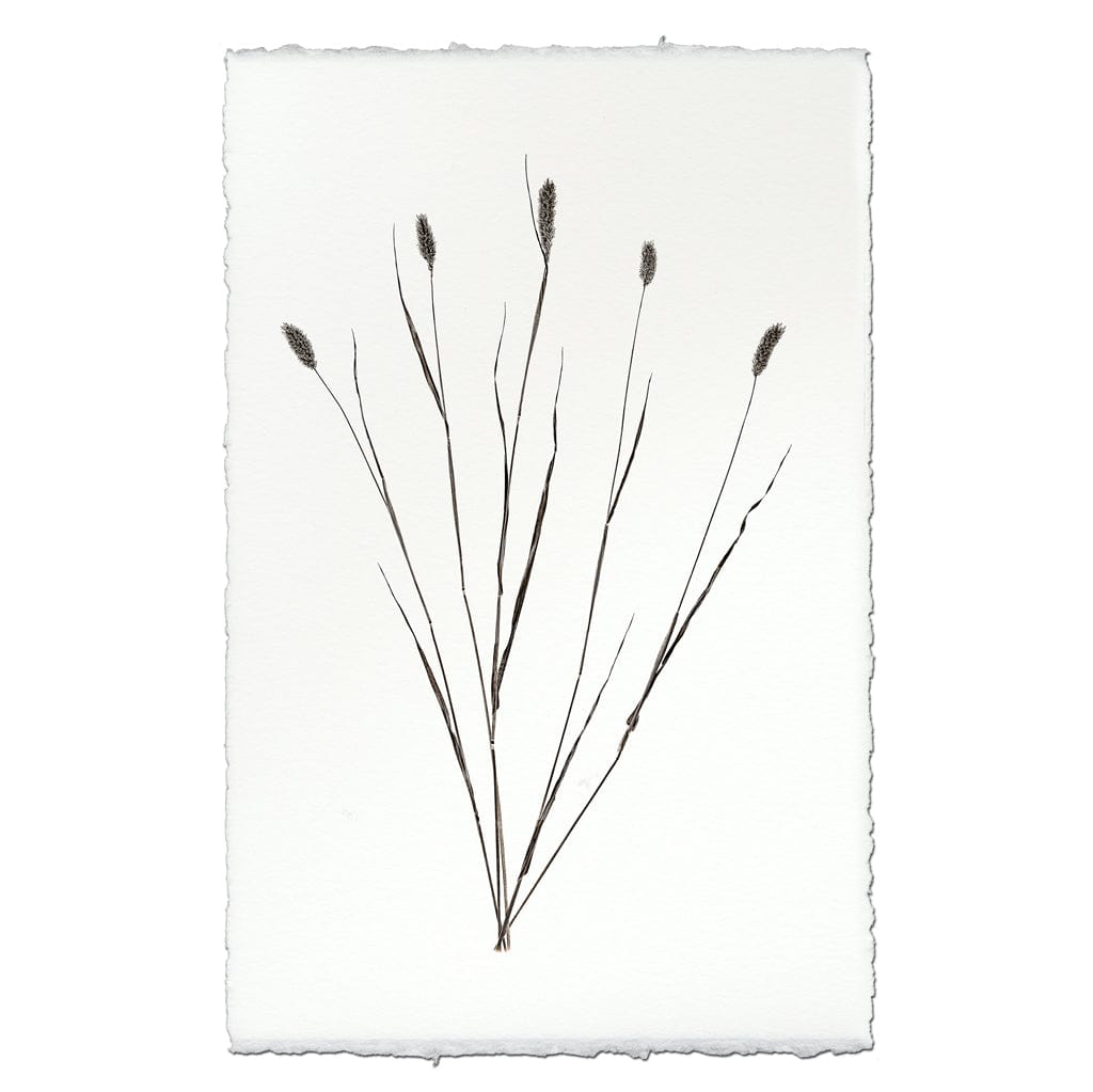 BARLOGA STUDIOS- fine photographs on intriguing papers Natural Forms Canary Grass Form