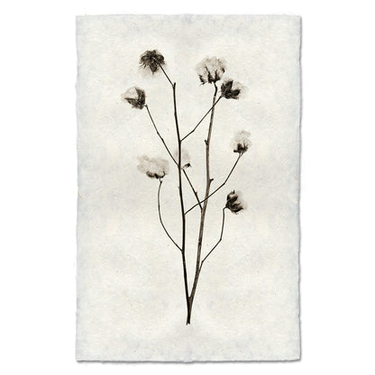 BARLOGA STUDIOS- fine photographs on intriguing papers Natural Forms Cotton