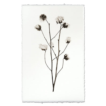 BARLOGA STUDIOS- fine photographs on intriguing papers Natural Forms Cotton