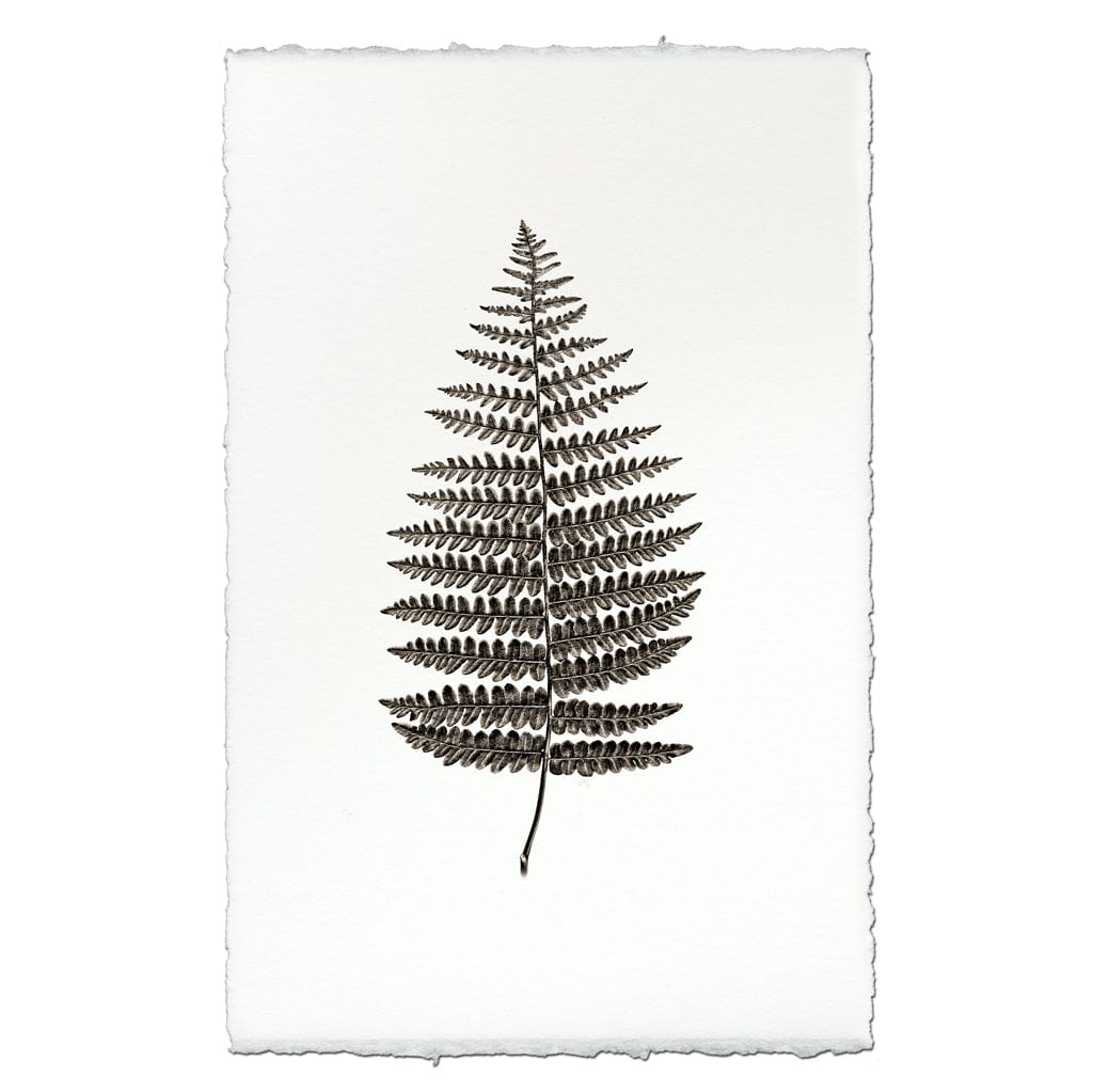 BARLOGA STUDIOS- fine photographs on intriguing papers Natural Forms Fern #1