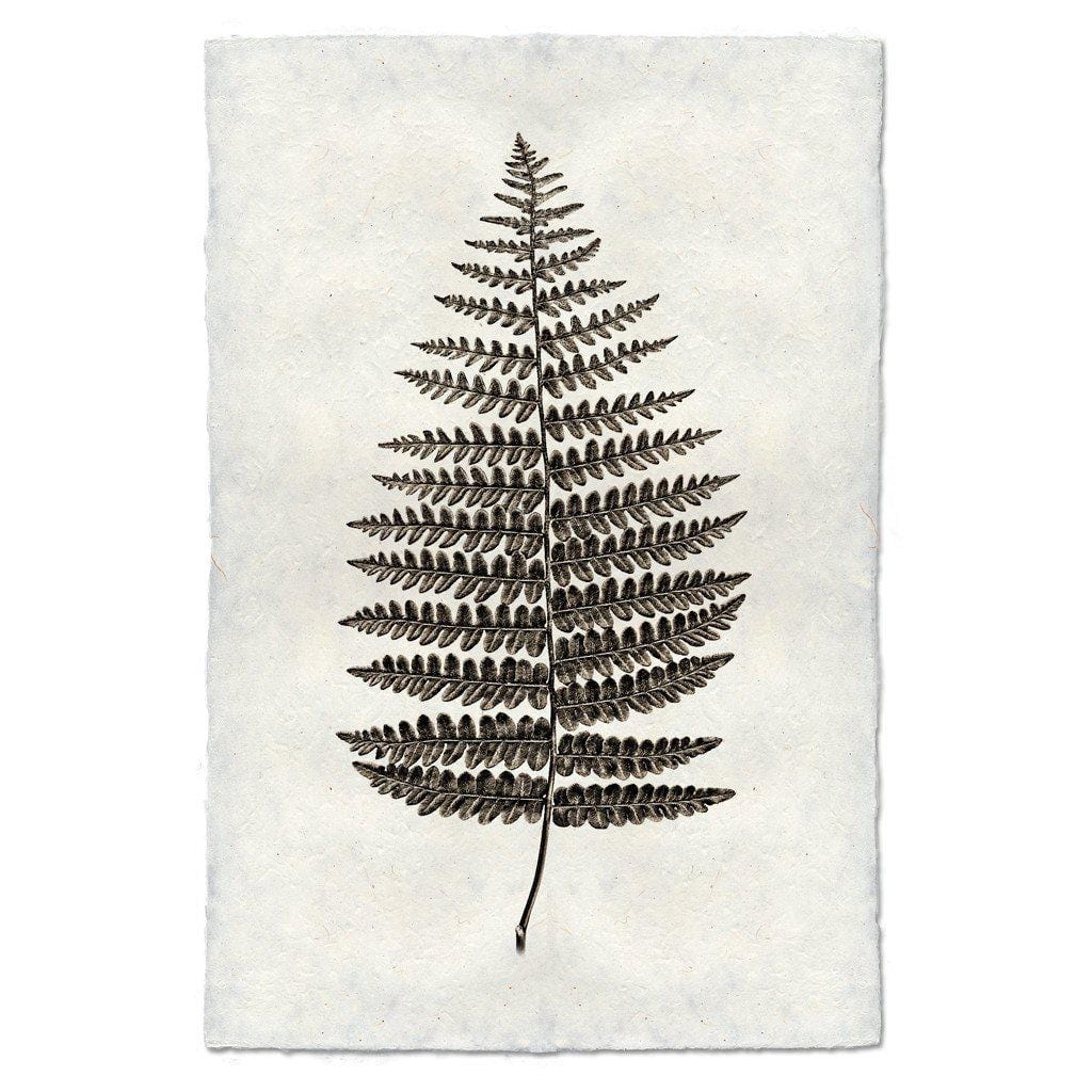 BARLOGA STUDIOS- fine photographs on intriguing papers Natural Forms Fern #1