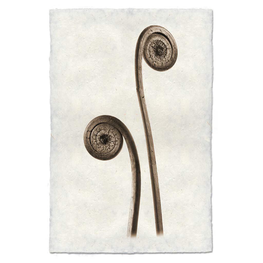 BARLOGA STUDIOS- fine photographs on intriguing papers Natural Forms Fiddle Fern