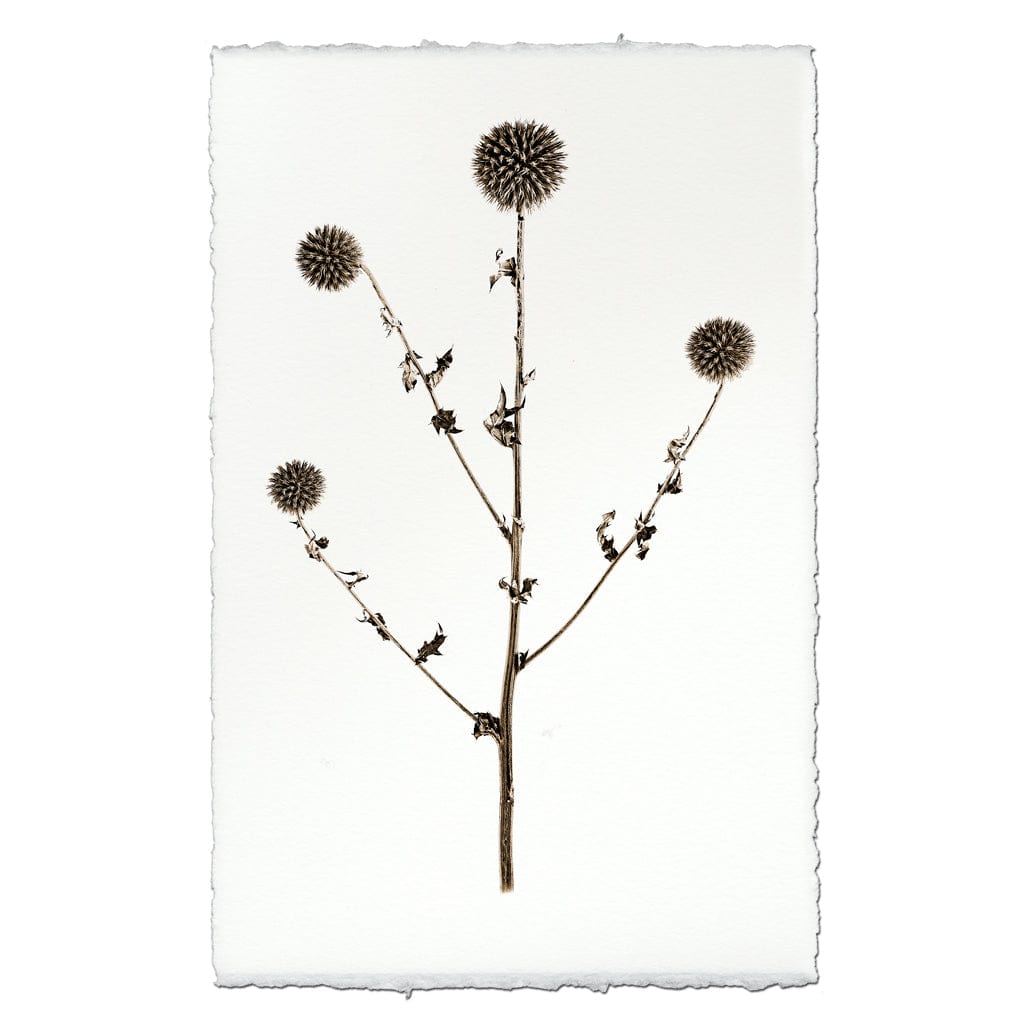 BARLOGA STUDIOS- fine photographs on intriguing papers Natural Forms Globe Thistle Form