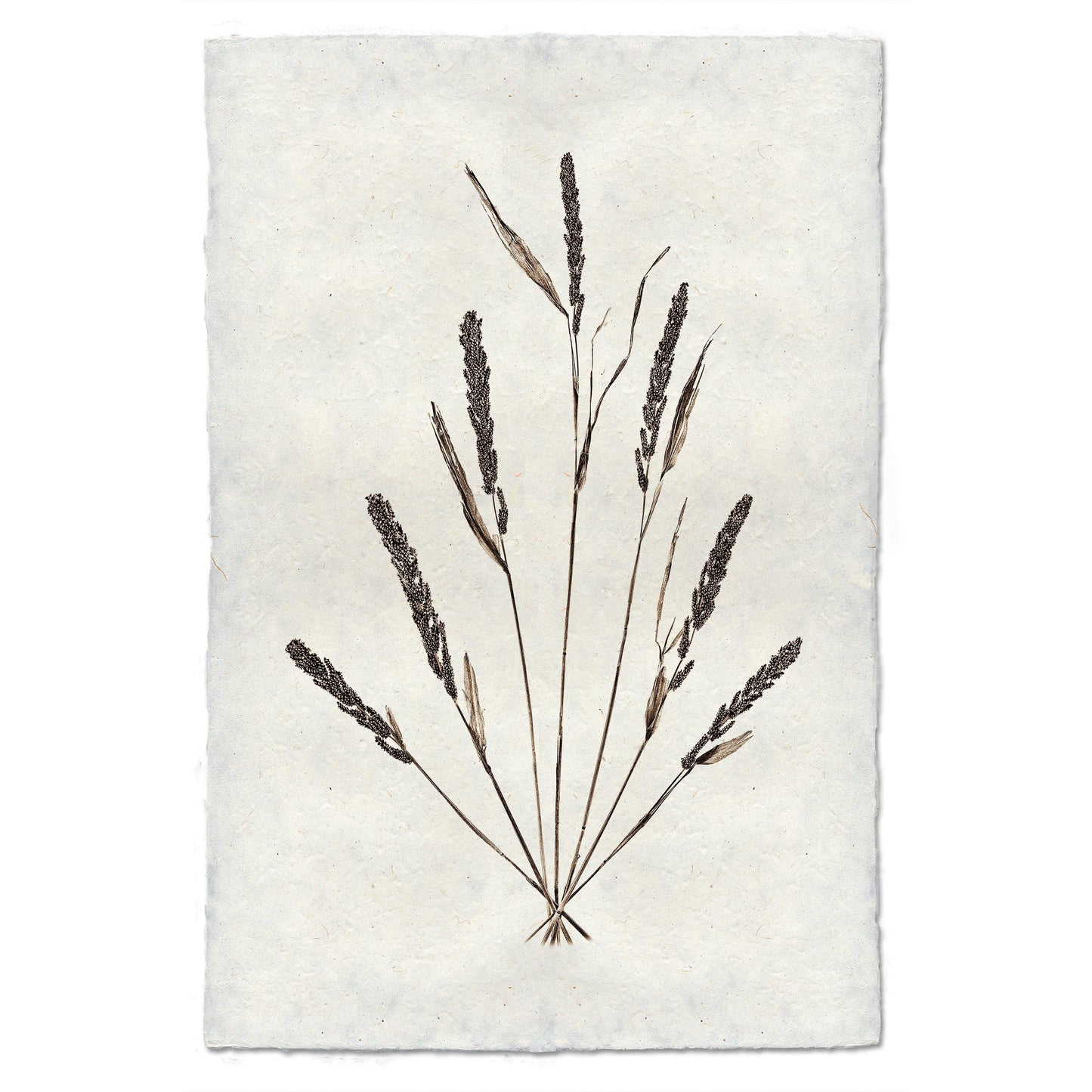 BARLOGA STUDIOS- fine photographs on intriguing papers Natural Forms Grain Form