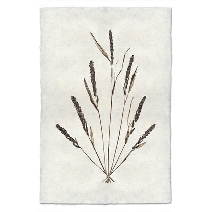 BARLOGA STUDIOS- fine photographs on intriguing papers Natural Forms Grain Form