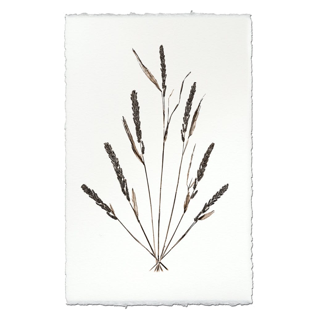 BARLOGA STUDIOS- fine photographs on intriguing papers Natural Forms Grain Form