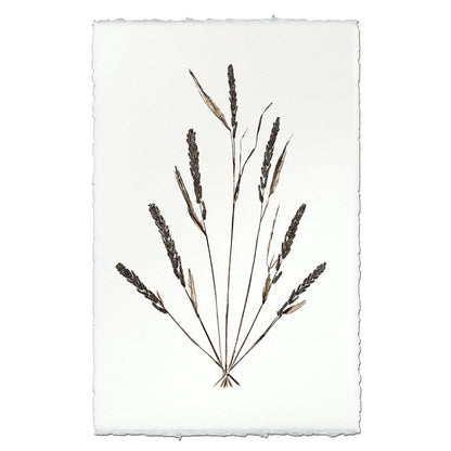 BARLOGA STUDIOS- fine photographs on intriguing papers Natural Forms Grain Form