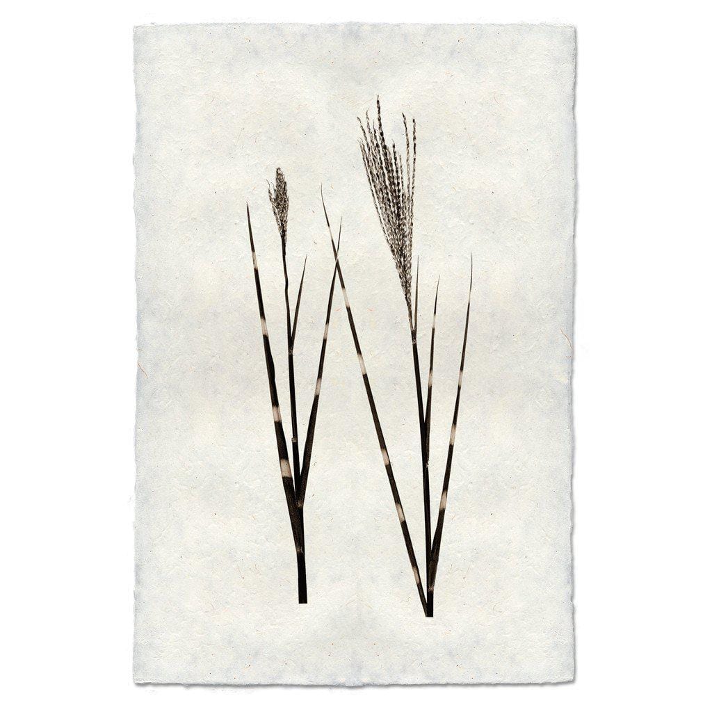 BARLOGA STUDIOS- fine photographs on intriguing papers Natural Forms Grass Form