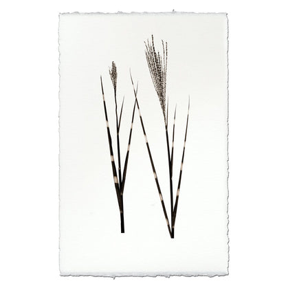 BARLOGA STUDIOS- fine photographs on intriguing papers Natural Forms Grass Form