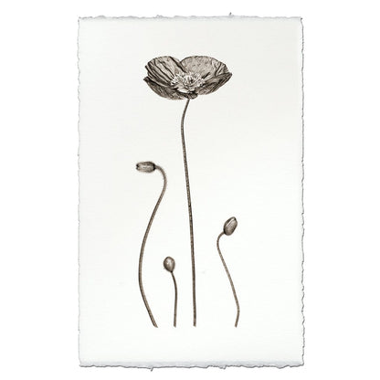 BARLOGA STUDIOS- fine photographs on intriguing papers Natural Forms Iceland Poppy