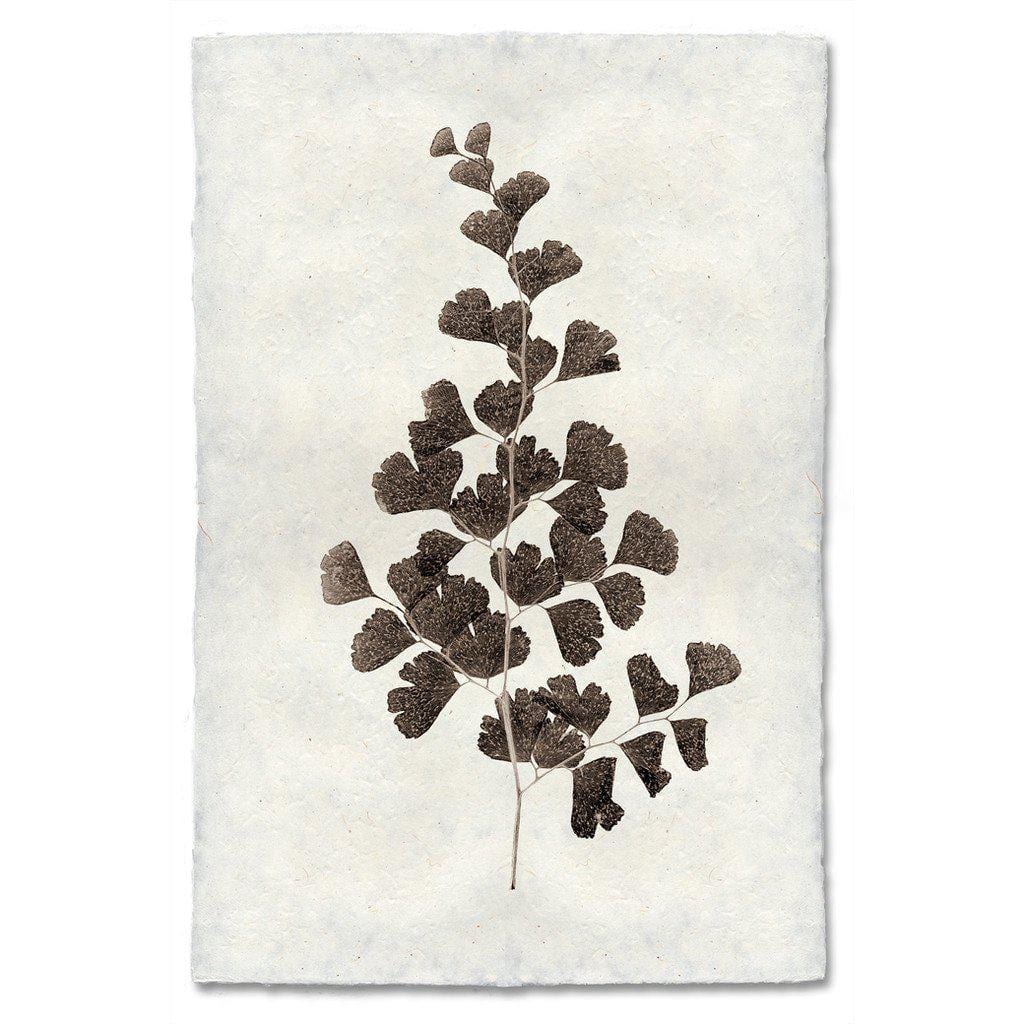 BARLOGA STUDIOS- fine photographs on intriguing papers Natural Forms Leaf Study #1