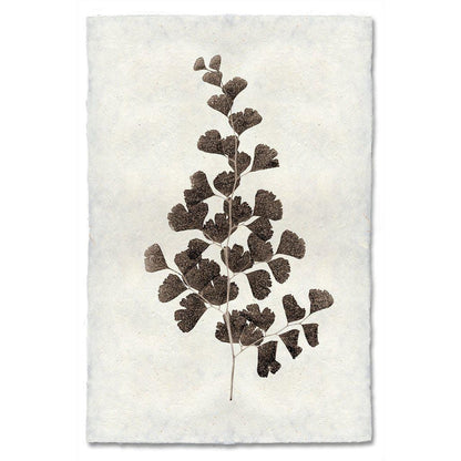 BARLOGA STUDIOS- fine photographs on intriguing papers Natural Forms Leaf Study #1