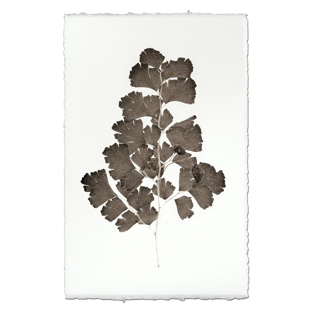 BARLOGA STUDIOS- fine photographs on intriguing papers Natural Forms Leaf Study #2