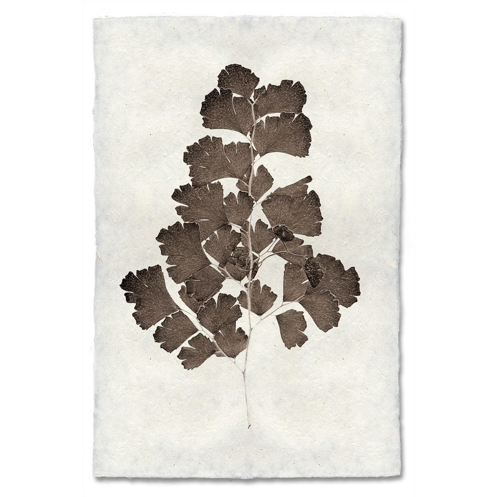 BARLOGA STUDIOS- fine photographs on intriguing papers Natural Forms Leaf Study #2