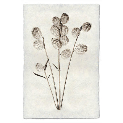 BARLOGA STUDIOS- fine photographs on intriguing papers Natural Forms Milkweed