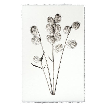 BARLOGA STUDIOS- fine photographs on intriguing papers Natural Forms Milkweed