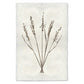 BARLOGA STUDIOS- fine photographs on intriguing papers Natural Forms Oat Form