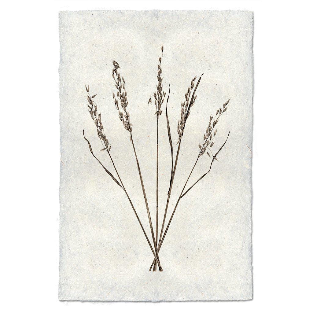 BARLOGA STUDIOS- fine photographs on intriguing papers Natural Forms Oat Form
