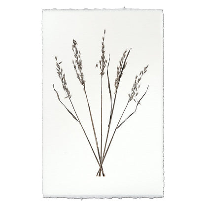 BARLOGA STUDIOS- fine photographs on intriguing papers Natural Forms Oat Form