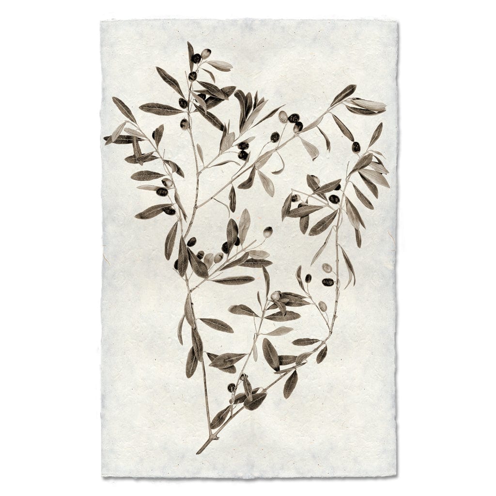 BARLOGA STUDIOS- fine photographs on intriguing papers Natural Forms Olive Branch