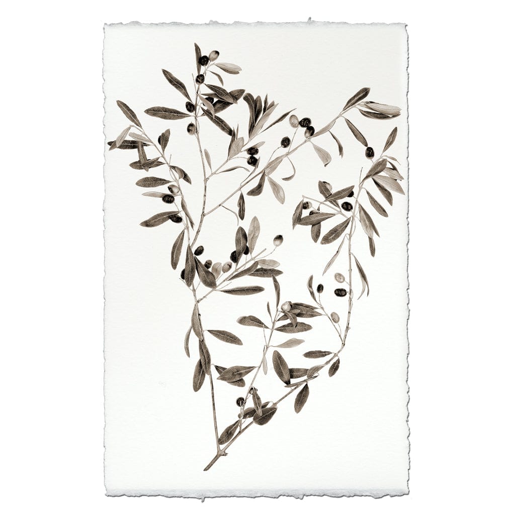 BARLOGA STUDIOS- fine photographs on intriguing papers Natural Forms Olive Branch