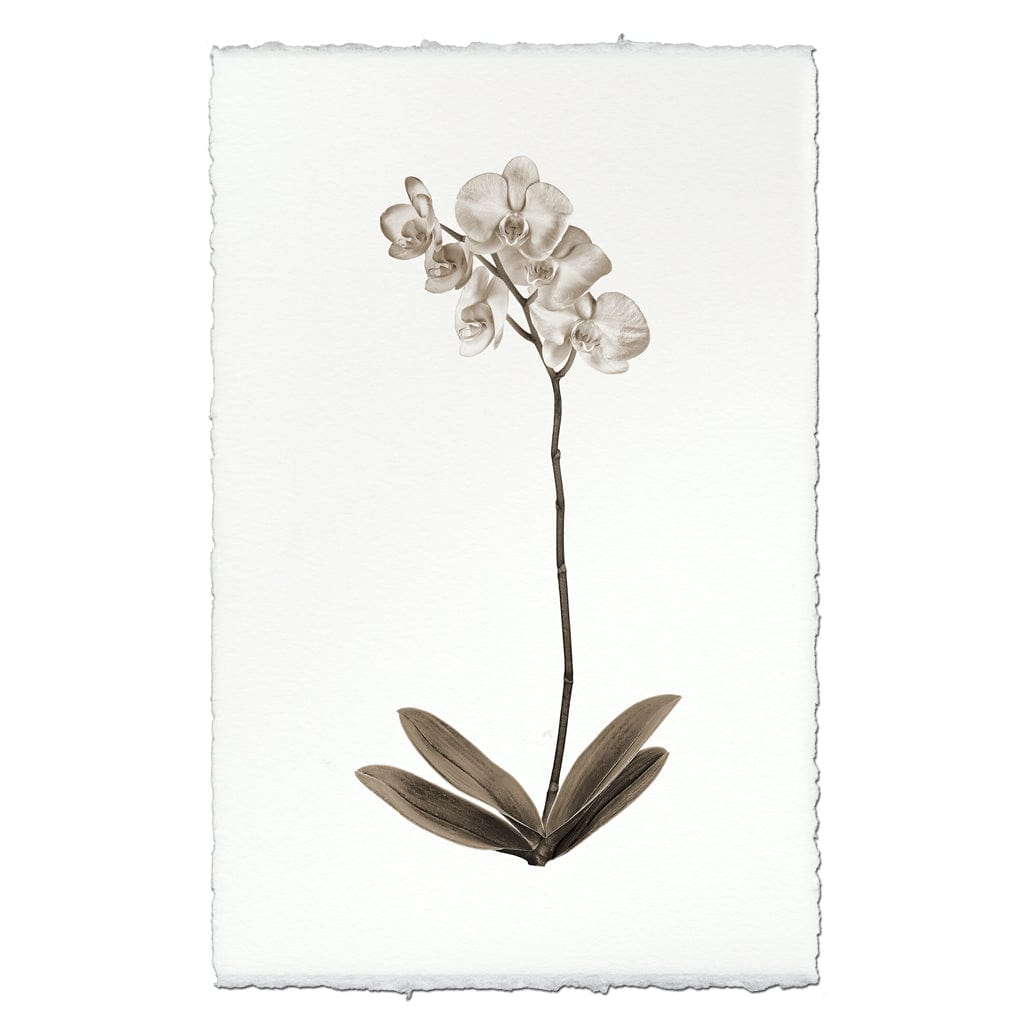 BARLOGA STUDIOS- fine photographs on intriguing papers Natural Forms Orchid