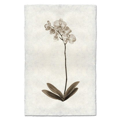 BARLOGA STUDIOS- fine photographs on intriguing papers Natural Forms Orchid