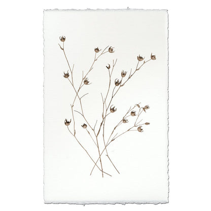 BARLOGA STUDIOS- fine photographs on intriguing papers Natural Forms Petal Form