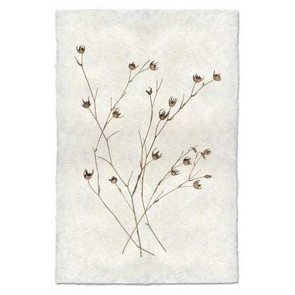 BARLOGA STUDIOS- fine photographs on intriguing papers Natural Forms Petal Form