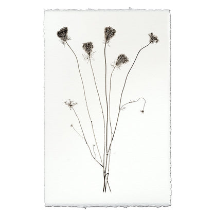 BARLOGA STUDIOS- fine photographs on intriguing papers Natural Forms Queen Anne's