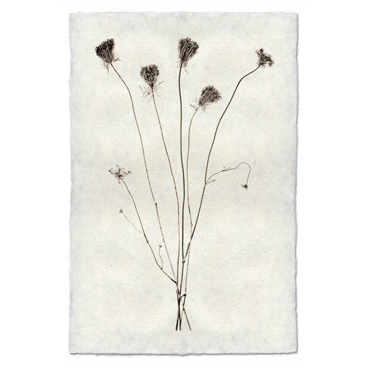BARLOGA STUDIOS- fine photographs on intriguing papers Natural Forms Queen Anne's