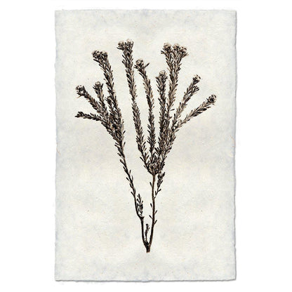 BARLOGA STUDIOS- fine photographs on intriguing papers Natural Forms Tortum Form